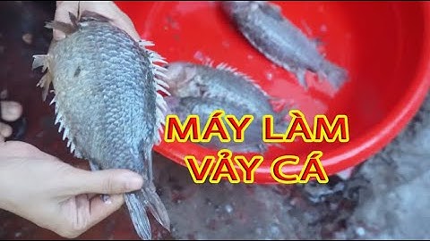 Máy Đánh Vảy Cá Takyo TK 700 Có Đáng Để Đầu Tư video chi tiết làm vảy cá rô đồng