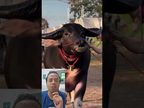 الجاموس صاحبة القرون الاثقل جاموس حيوانات بهاء محمد