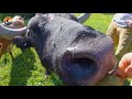 Mini Bulls don't have Mini Horns!