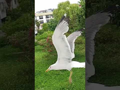HADİ BAKAYIM😂MARTILARIMADA BENİ KÖTÜLEYİP,ETKİLEYİN😂 BENDEN KAÇIRIN  UZAKLAŞTIRIN ,KÖTÜLER😂 CADILAR