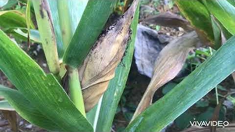 Những vẻ đẹp thiên nhiên của núi rừng