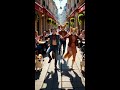 “Two Cats and a Dog Dancing in the Street – You Can’t Stop Watching! 😹🐶🔥”