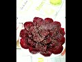 SPICY BEET - Snack or Side dish | ПРЯНАЯ СВЁКЛА - Перекус или Гарнир - Irina LiSS #Shorts