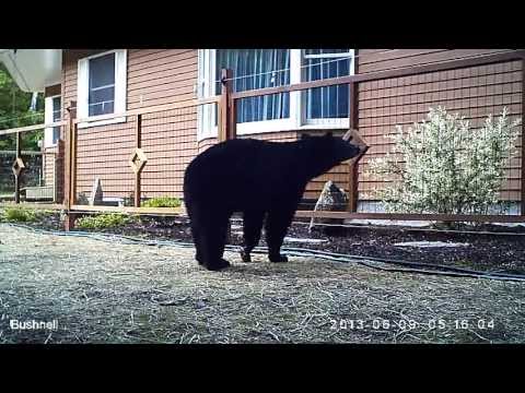 Bear vs Electric Fence - YouTube