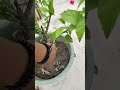 दूसरे  के दर्द समझना सीखो 😢🌺🌿#trendingshorts#flowers#youtubeshorts