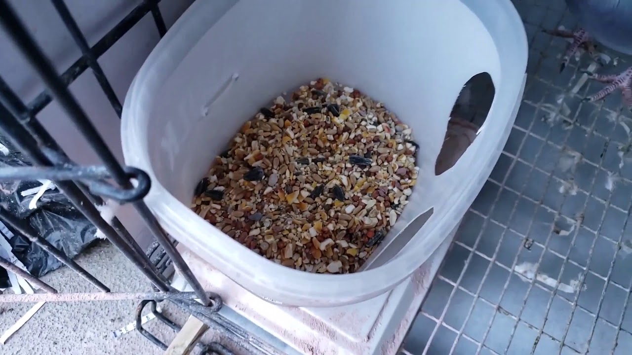 Racing Pigeon Grit and feeder Racing homer Pigeon YouTube