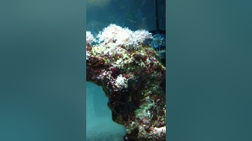 nemo bloat my new frend porky pine puffer