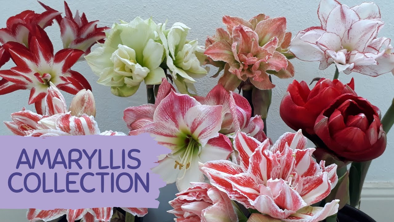 MY AMARYLLIS COLLECTION AND HOW TO GROW AMARYLLIS FROM SEEDS IN