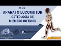 Aparato Locomotor  Osteología de Miembro Inferior