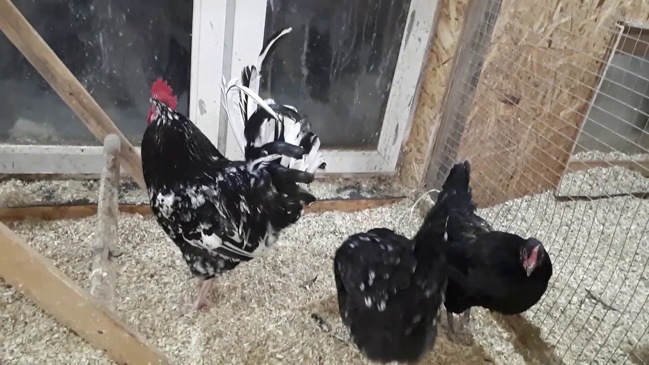 Черно пестрые цыплята