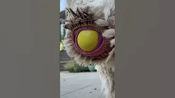 Big Emu Laying Egg Shorts Viral Shortsvideo Egg Big 