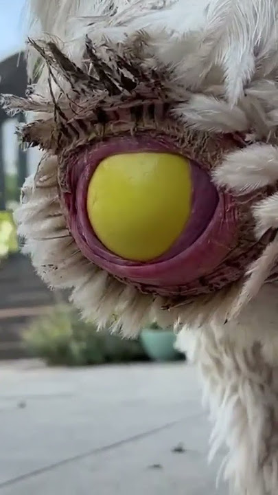 big Emu laying egg #shorts #viral #shortsvideo #egg #big