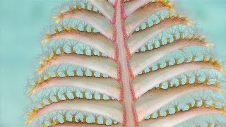 Facts: The Sea Pen