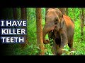 Asian Elephant facts: gentle giants | Animal Fact Files
