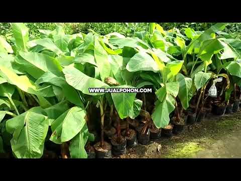 Budidaya Mudah dengan Tanam Bibit Pisang Tanduk Super !
