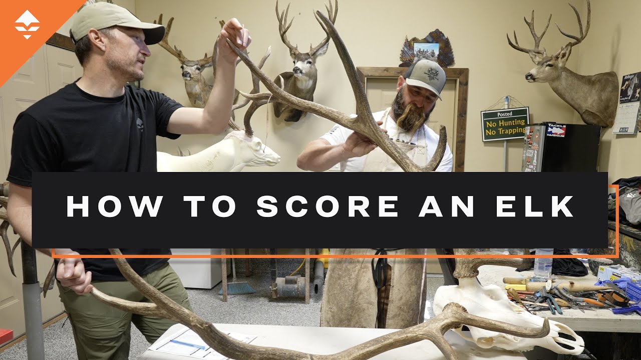 How To Score Your Elk