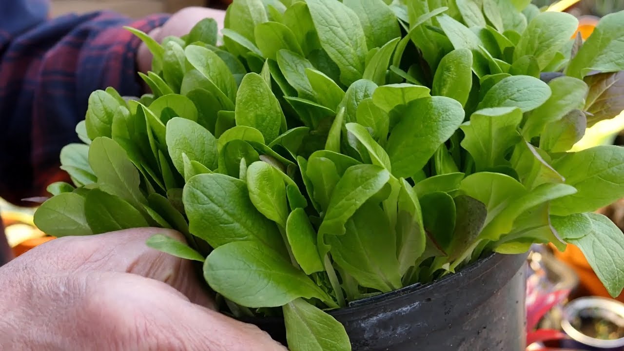 How to Sow Lettuce Seeds. YouTube
