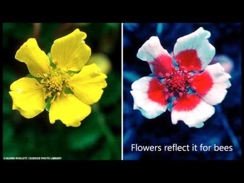 Solar Light (Silent Night) - Scientific Songs of Praise #2