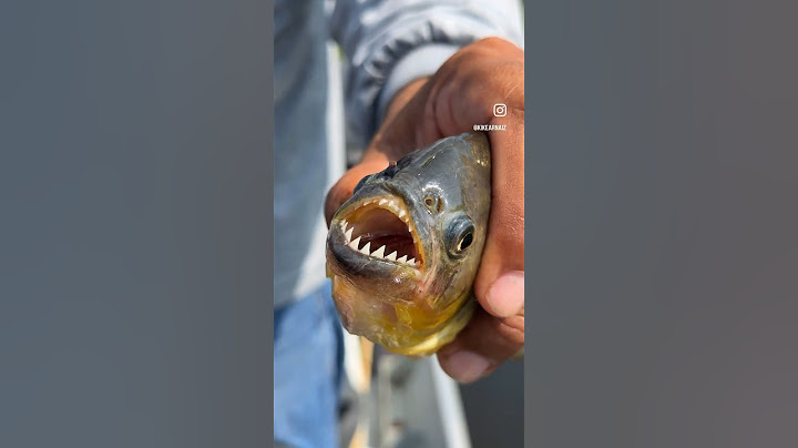 Así es una PIRAÑA 🐟