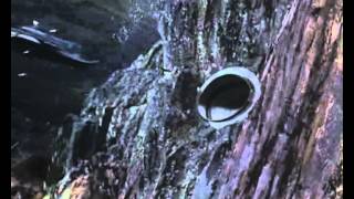 Stingray (Opening Theme).AVI