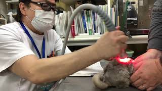 ①また右眼が赤い、1歳、チンチラの楓ちゃんの診察、右眼瞼結膜炎、治療