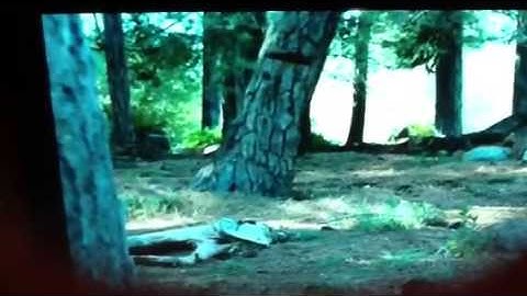 Geico did you know when a tree falls in a forest