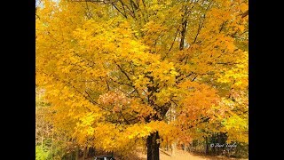 October Sugar Maple