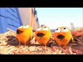 Pigeons  cute animation cartoon