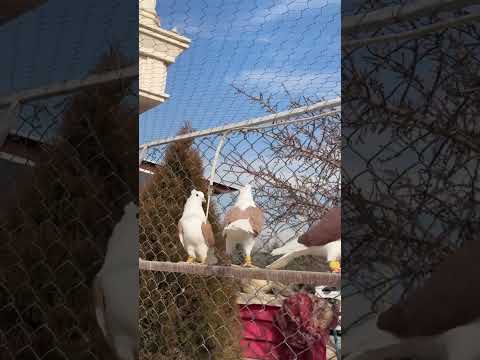 پشت سرخ های قزوینی متعلق به دوستان قزوینی