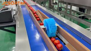 JCSORT Tomato Washing, Air Drying, Weight Grading & Packing Line | Full Processing Solution 🍅