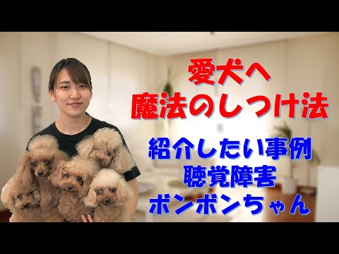 聴覚障害を持つ犬の訓練、思ってるよりずっと簡単だよ