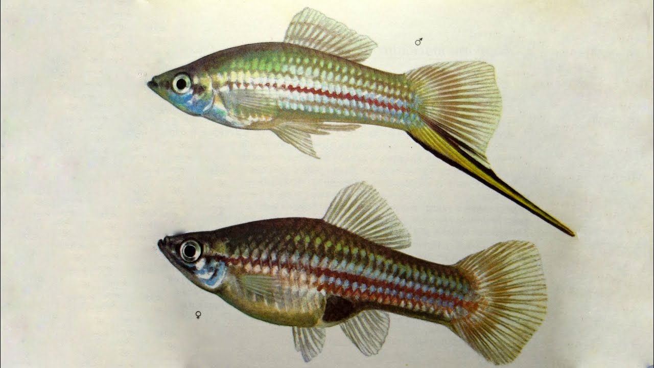 ⁣Меченосец (Xiphophorus helleri) - Аквариумные тропические рыбы # 16