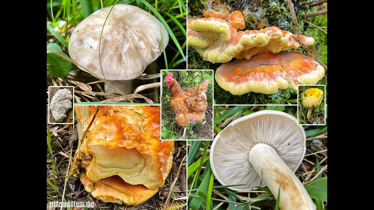 Pilze im Mai | 16.05.2021 | Sonntags-Spaziergang | Maiporling & Huhn des Waldes (Schwefelporling)