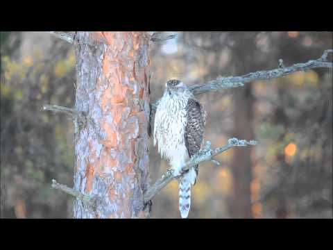 Video: Voivatko Haukat Ja Petolinnut Noutaa Pienet Koirat?