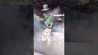 Amazing Process Making Boiled Coconut for Export - Fruits Cutting Skill
