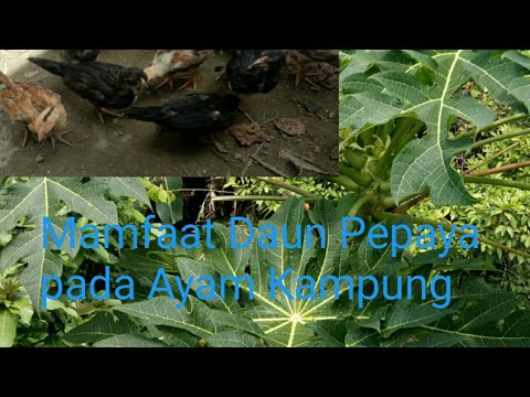 Daun pepaya || selain mengobati juga irit pakan 