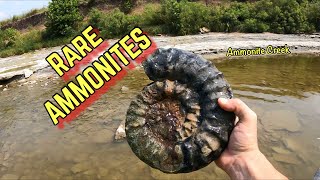 Finding Dinosaurs Bones, Ammonitida, Parkinsonia other (RARE FOSSILS)