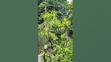 Vỡ nợ bán gấp nhà vườn giá rẻ như cho