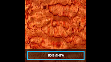 Редкие породы деревьев красота которых завораживает