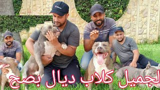 أجيو تشوف معي احسن انواع الكلاب عند المولوع ياسين Casablanca Maroc