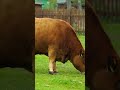 Huge cow