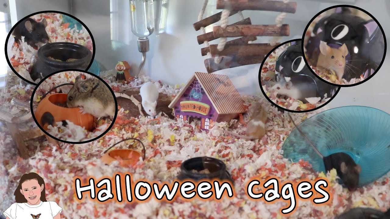Gallery Detail: Decorating My Small Animal Cages For Halloween