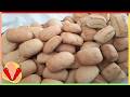 Bolacha de Sal Amoníaco