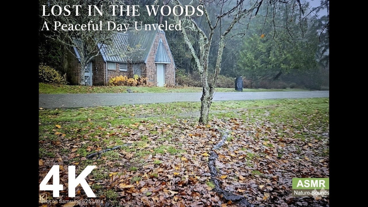 Healing Walk in a Rainy Forest 🌧️ 4K Nature Sounds for Stress Relief ...
