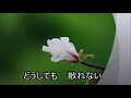 残花/山本譲二 Cover♪