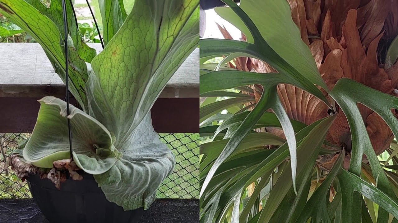 platycerium grande como plantar na tábua.