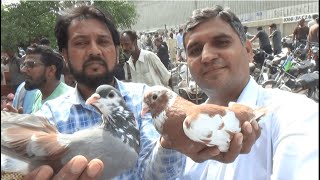 Birds Market Lalukhet Kabutar Market Sunday Video Latest Update 25-10-21 in Urdu/Hindi.