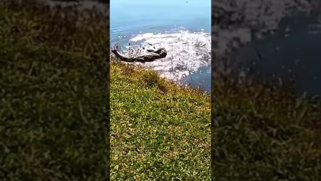 Briga de Jacaré-papo-amarelo | Broad Snouted Caiman fight 