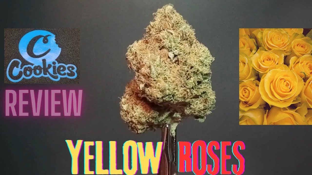 Cookies Yellow Roses Flower Review