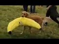 Golden Retriever carries off giant stuffed banana